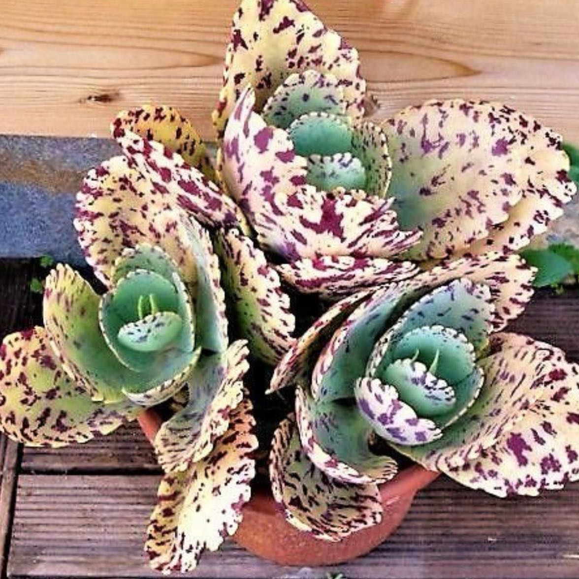 Photo of the plant species Penwiper Plant by @Idplantthat named Beauty w/out the beast on Greg, the plant care app
