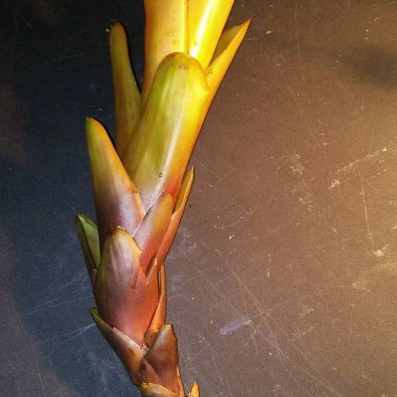 Photo of the plant species Bromeliad by @Idplantthat named Titans on Greg, the plant care app