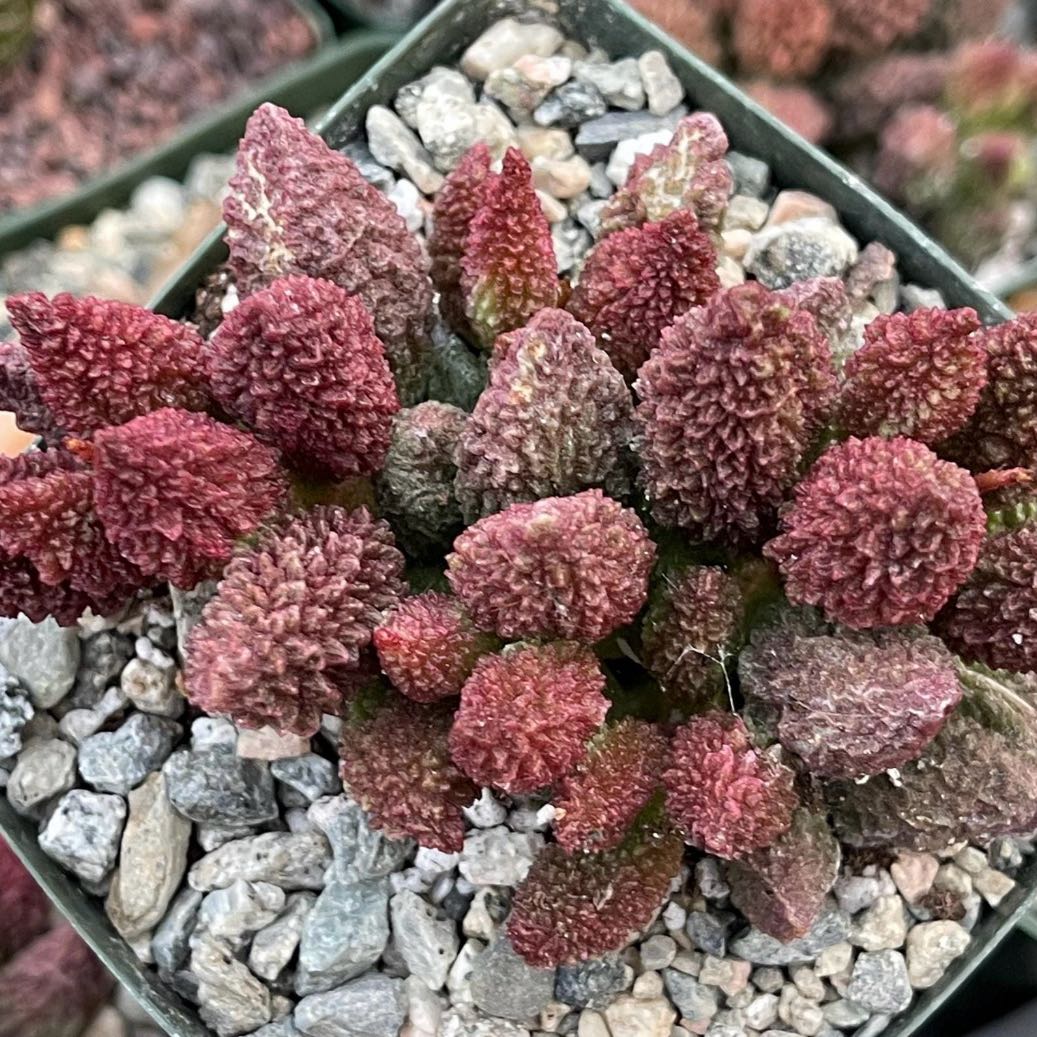 Photo of the plant species Adromischus marianae 'Herrei Album' by @Idplantthat named Sahara on Greg, the plant care app