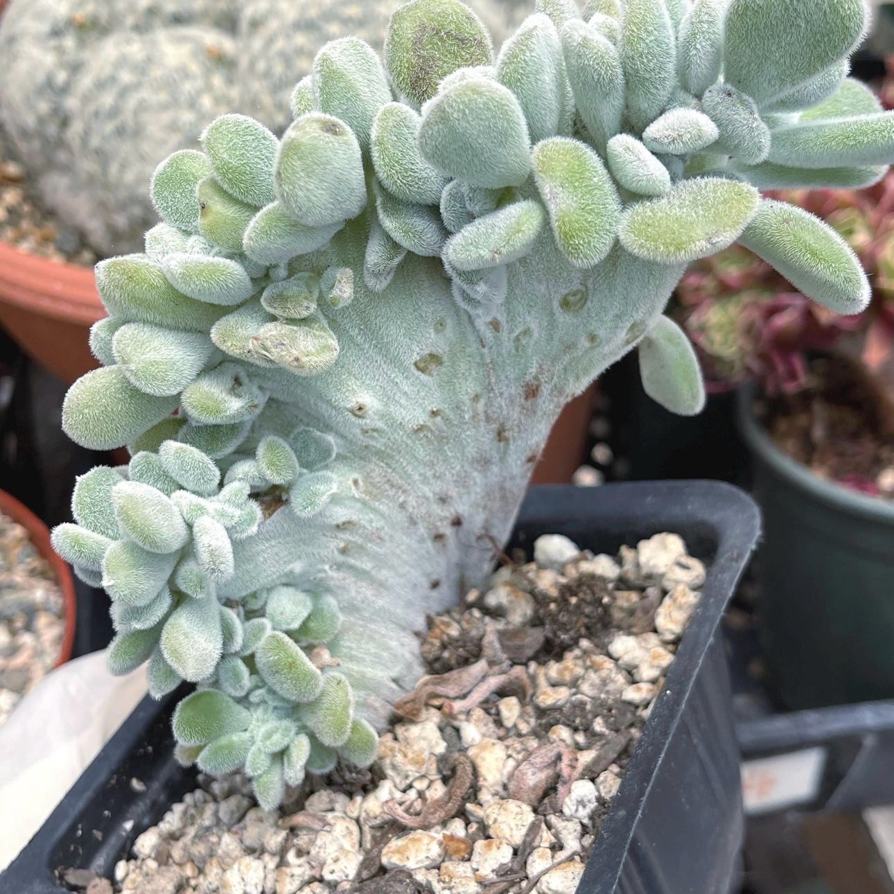 Photo of the plant species Crested Echeveria Elegans by @Idplantthat named Ole’ cresty blue on Greg, the plant care app