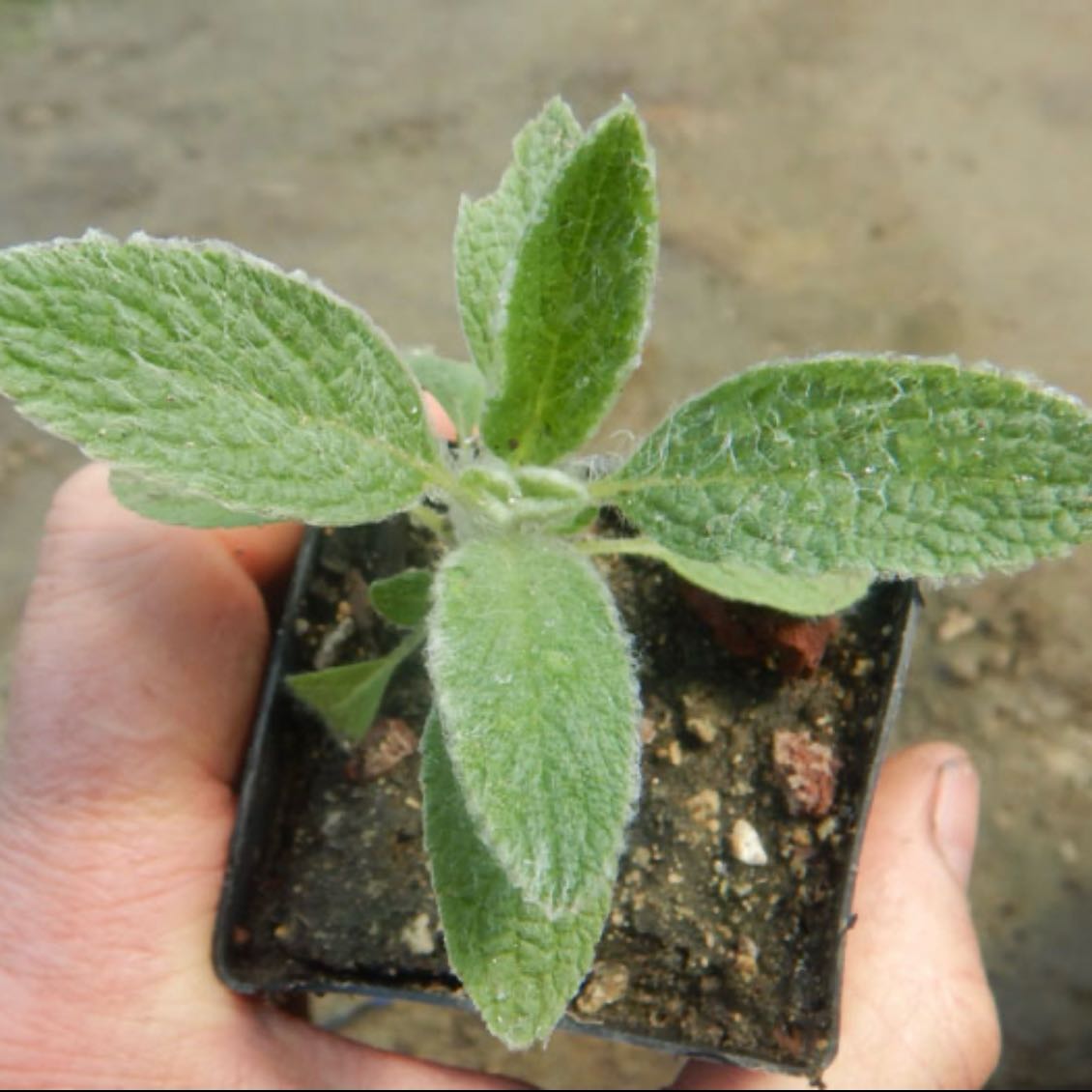 Photo of the plant species Greek Mountain Tea by @Idplantthat named Crete on Greg, the plant care app