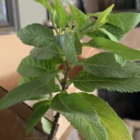 Photo of the plant species Cordia Verbenacea/ Boullion Plant by @Idplantthat named Shake n bake on Greg, the plant care app