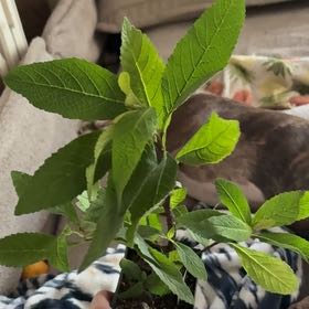 Photo of the plant species Cordia Verbenacea/ Boullion Plant by @Idplantthat named Chickenboo on Greg, the plant care app