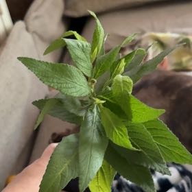 Photo of the plant species Cordia Verbenacea/ Boullion Plant by @Idplantthat named Chicken feet on Greg, the plant care app