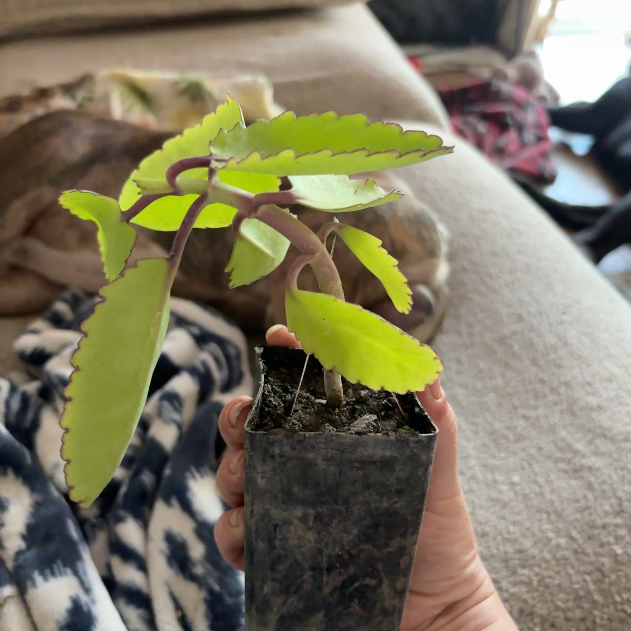 Photo of the plant species The Miracle Leaf by @Idplantthat named Nester on Greg, the plant care app