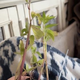 Photo of the plant species Blue Skullcap by @Idplantthat named Skeletor on Greg, the plant care app