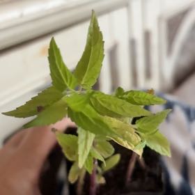Photo of the plant species Blue Skullcap by @Idplantthat named Banshee on Greg, the plant care app