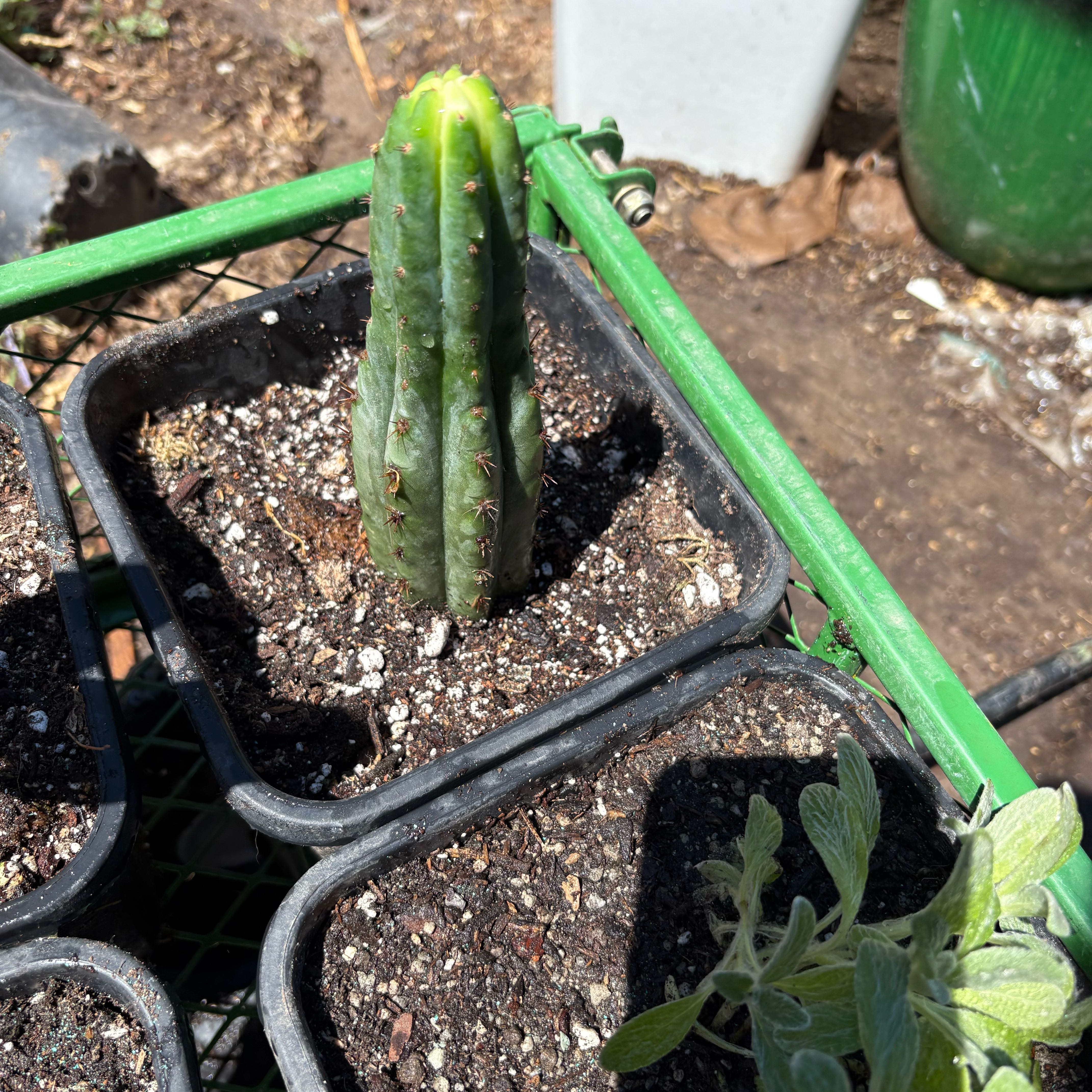 Photo of the plant species San Pedro by @Idplantthat named Louie on Greg, the plant care app