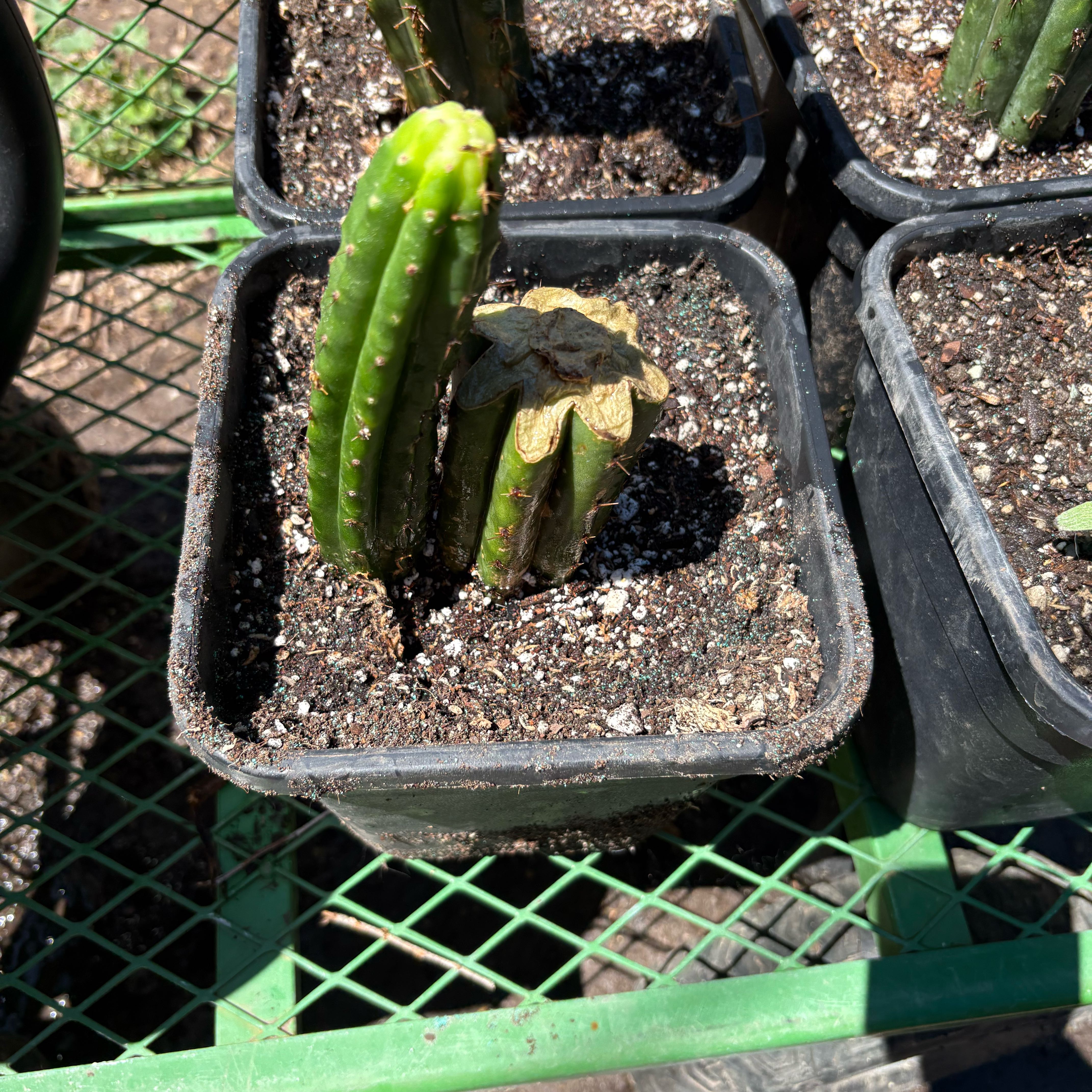 Photo of the plant species Peruvian Torch by @Idplantthat named Huey on Greg, the plant care app