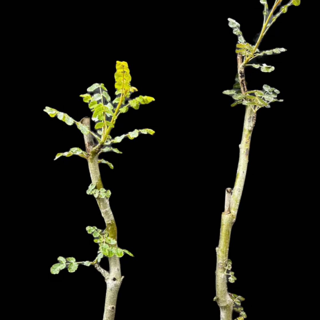 Photo of the plant species Socotra Frankincense by @Idplantthat named Wednesday on Greg, the plant care app