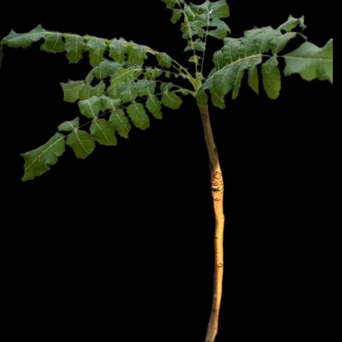 Photo of the plant species Boswellia sacra by @Idplantthat named Draco on Greg, the plant care app