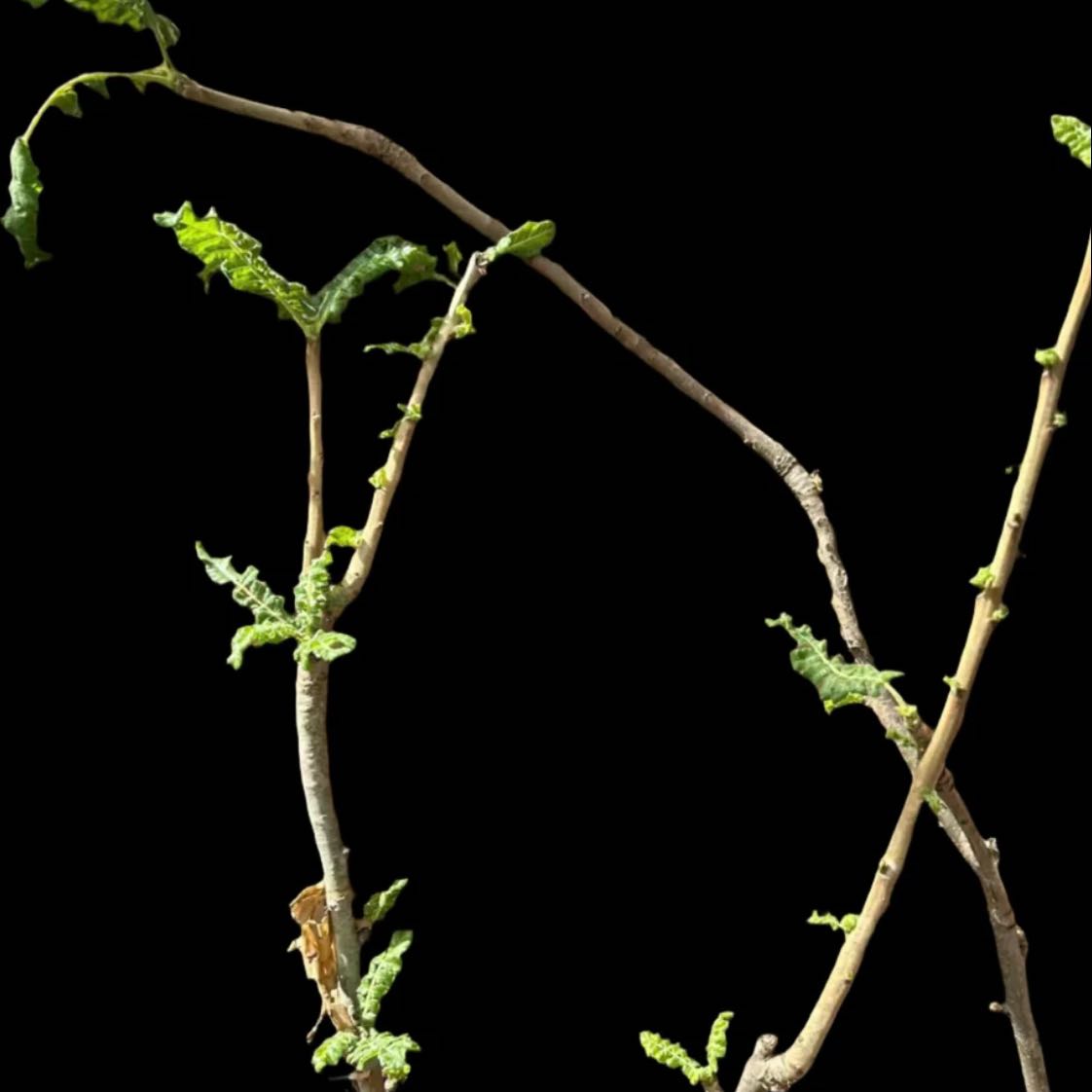 Photo of the plant species Boswellia sacra by @Idplantthat named Raven on Greg, the plant care app