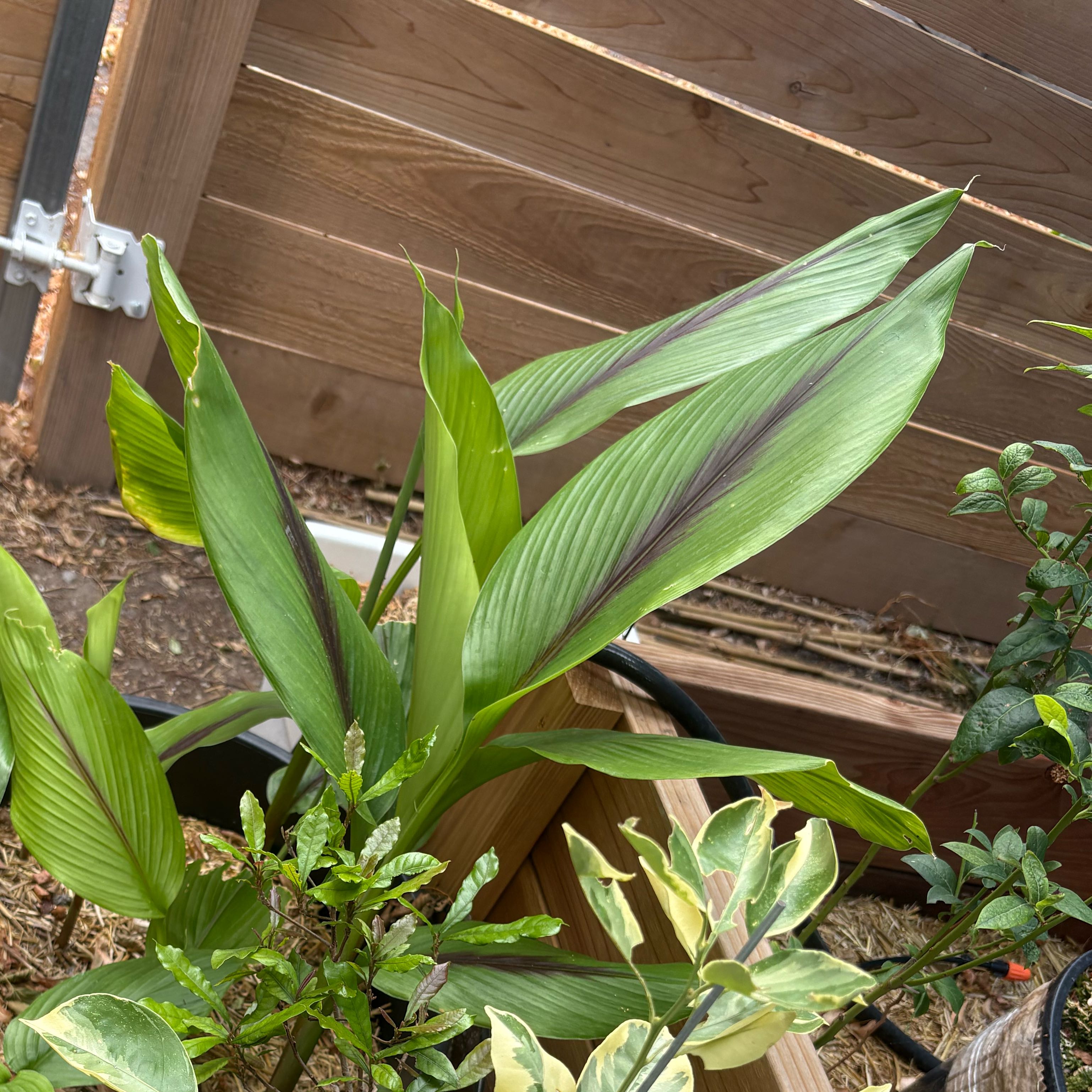 Photo of the plant species Thai Black Ginger by @Idplantthat named Griffin on Greg, the plant care app