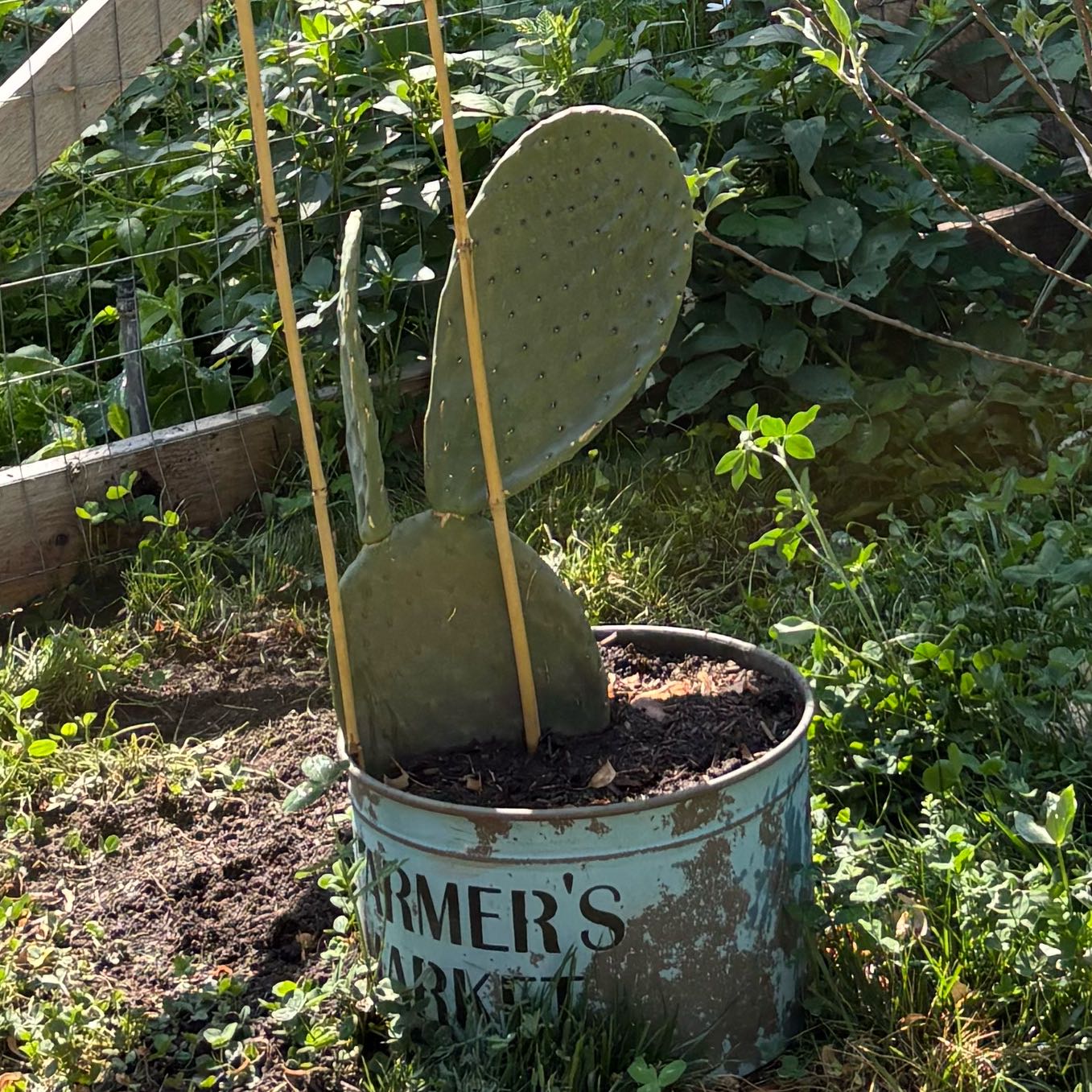 Photo of the plant species Spineless Prickly Pear by @Idplantthat named Thorn on Greg, the plant care app