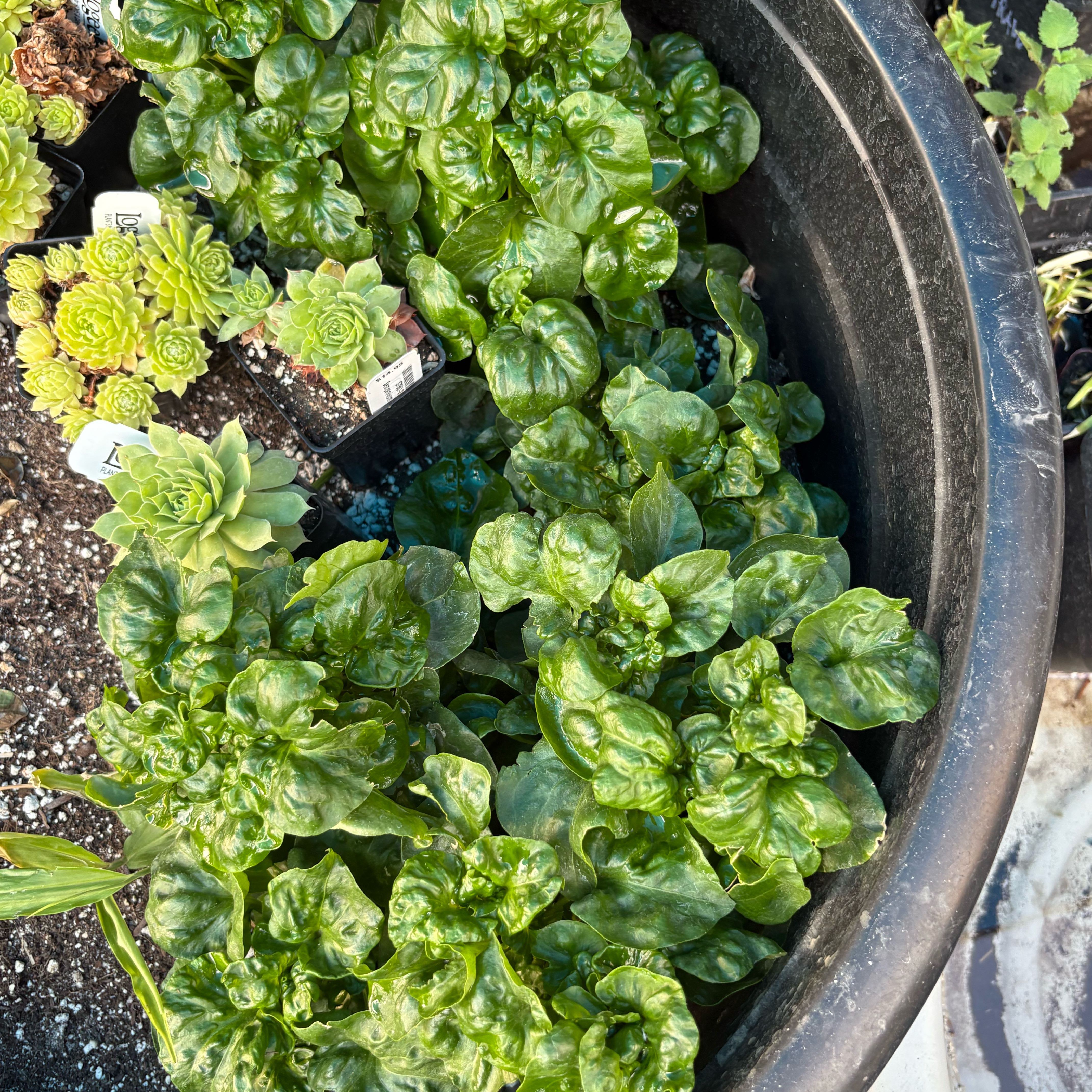 Photo of the plant species Brazillian Spinach by @Idplantthat named Saci on Greg, the plant care app
