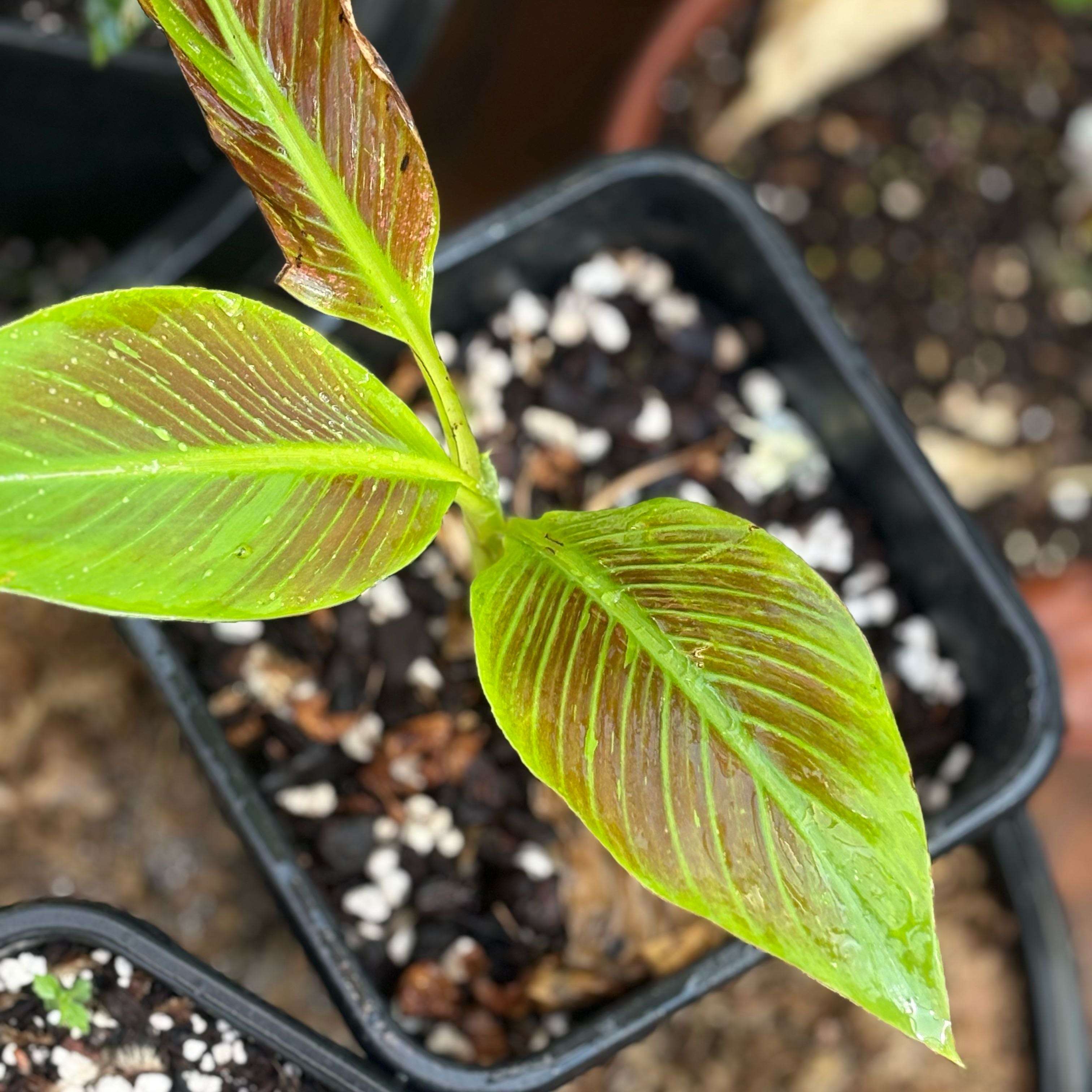 Photo of the plant species Siam Banana by @Idplantthat named Breathe Taker on Greg, the plant care app