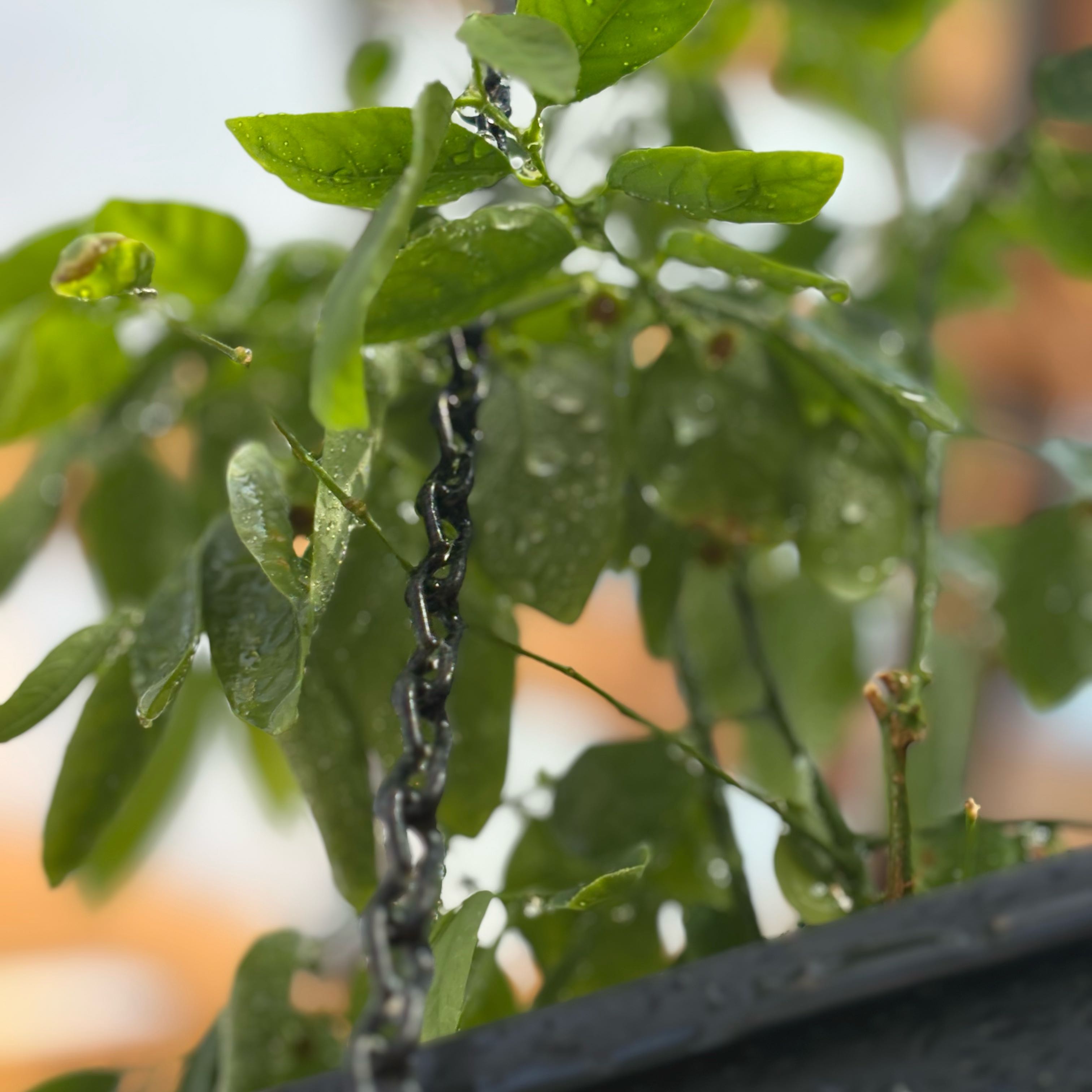 Photo of the plant species Katuk by @Idplantthat named Lil asparagus on Greg, the plant care app
