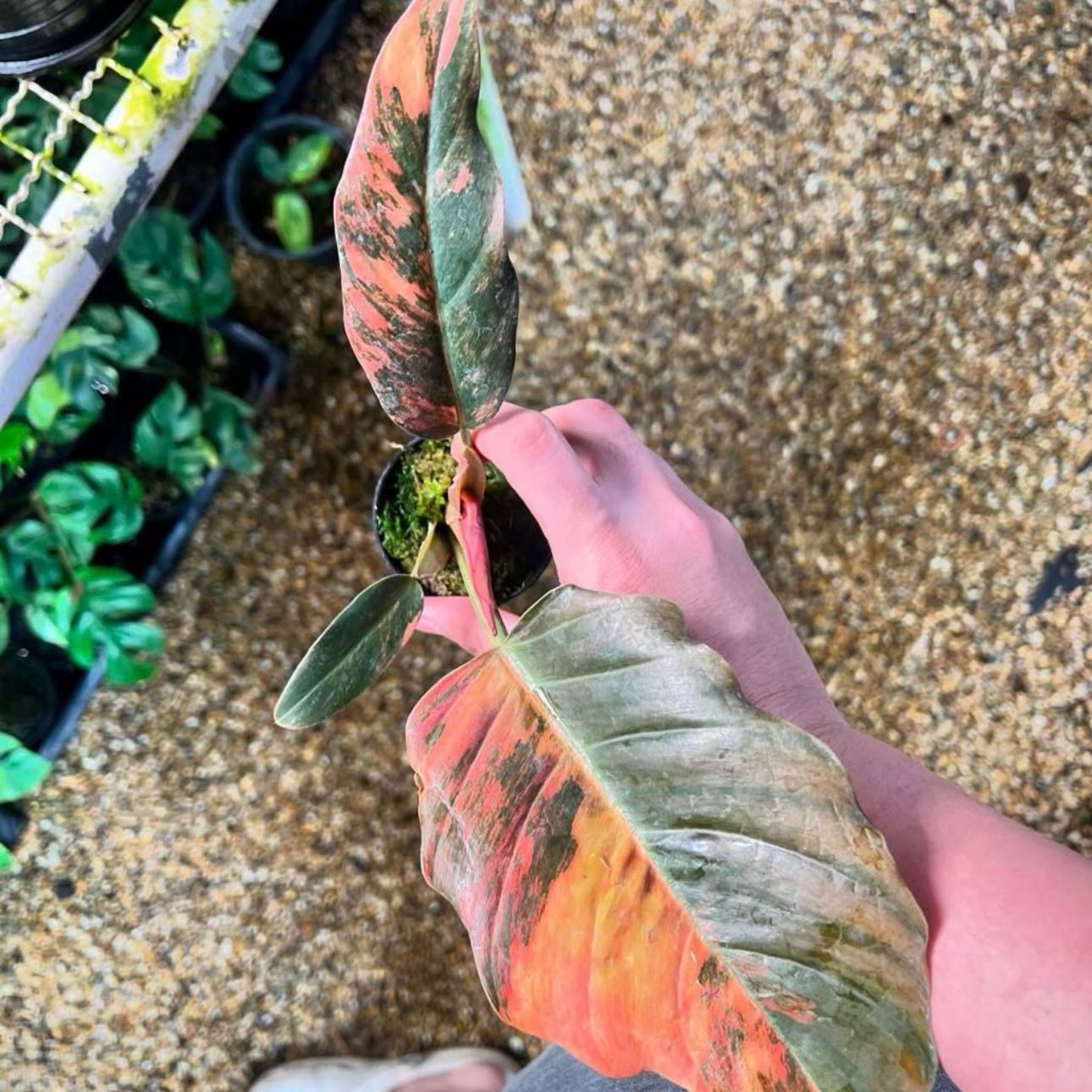 Plant care for Fire Bush on Greg, the plant care app