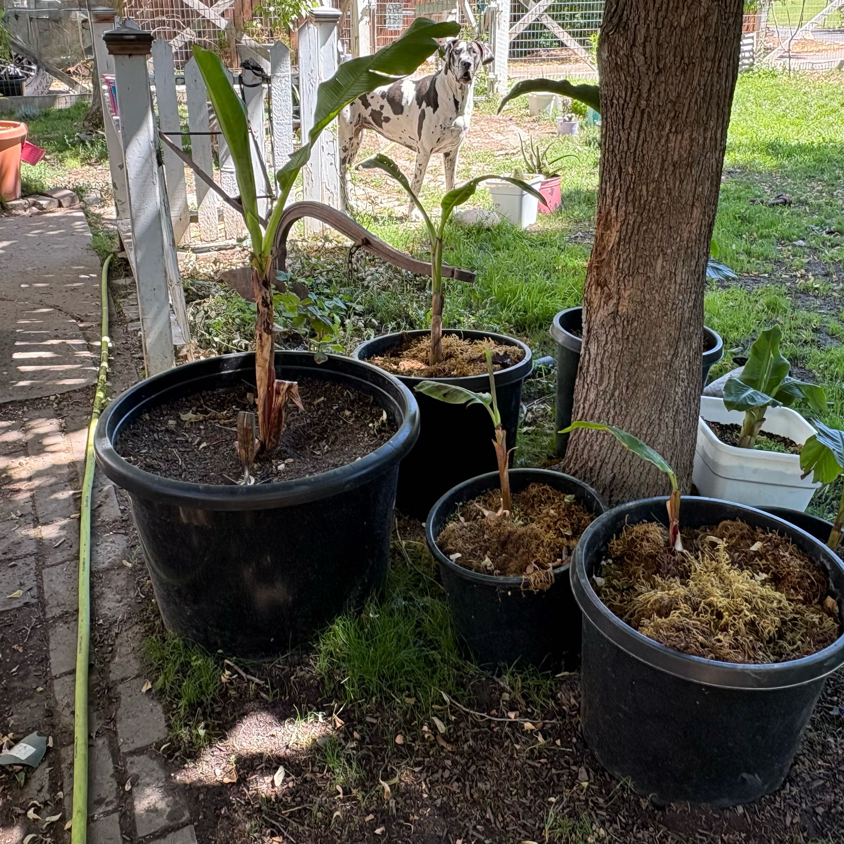 Photo of the plant species Kokopo Banana by @Idplantthat named Breeze on Greg, the plant care app