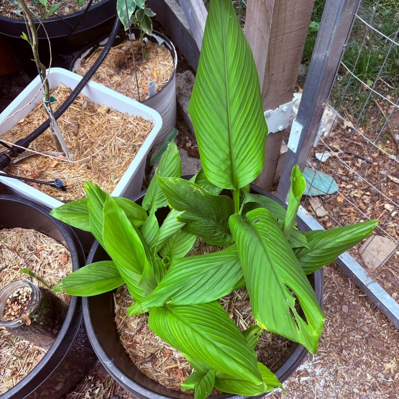 Plant care for Etlingera amomoides on Greg, the plant care app