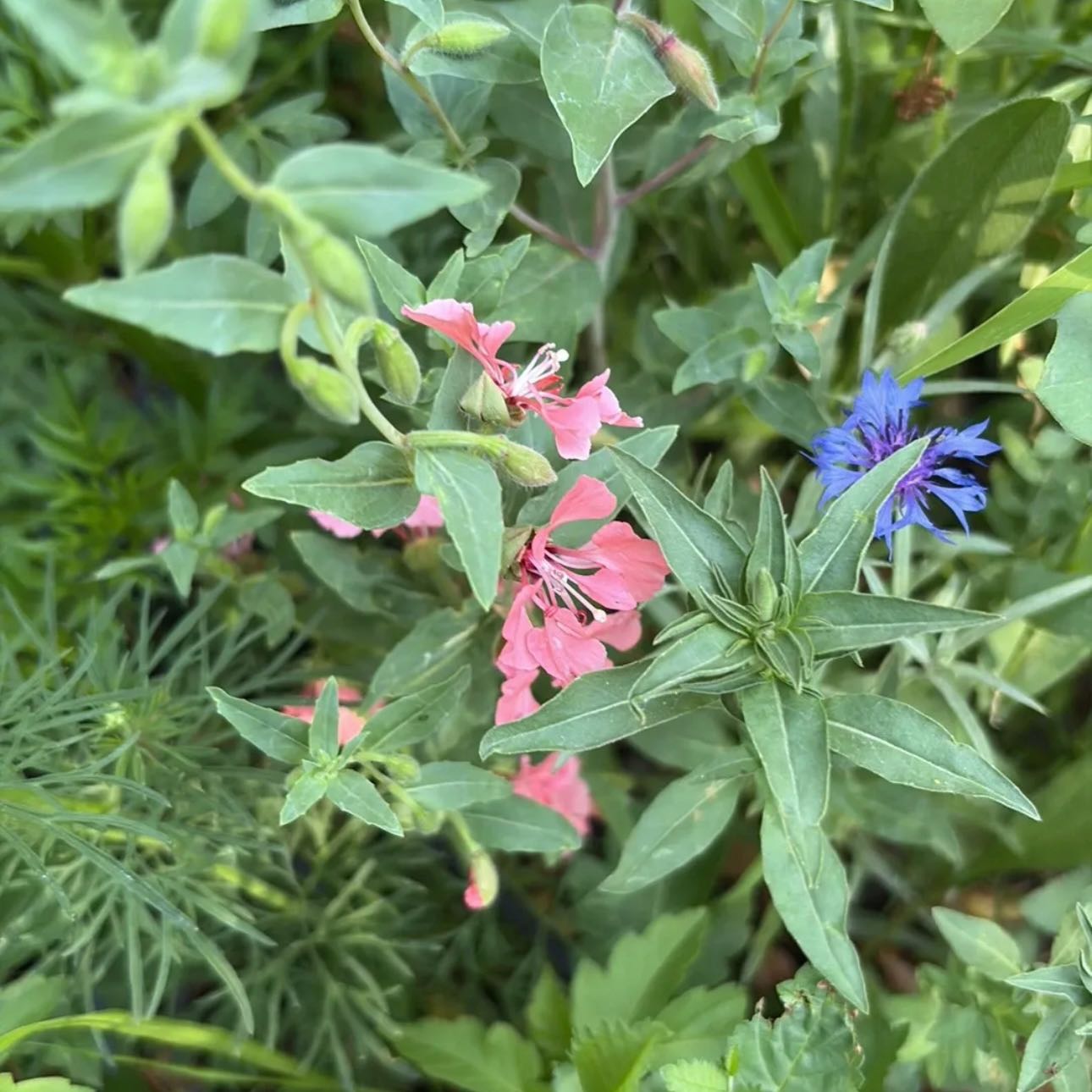 Photo of the plant species Clarkia by @Idplantthat named Rain and Willow on Greg, the plant care app