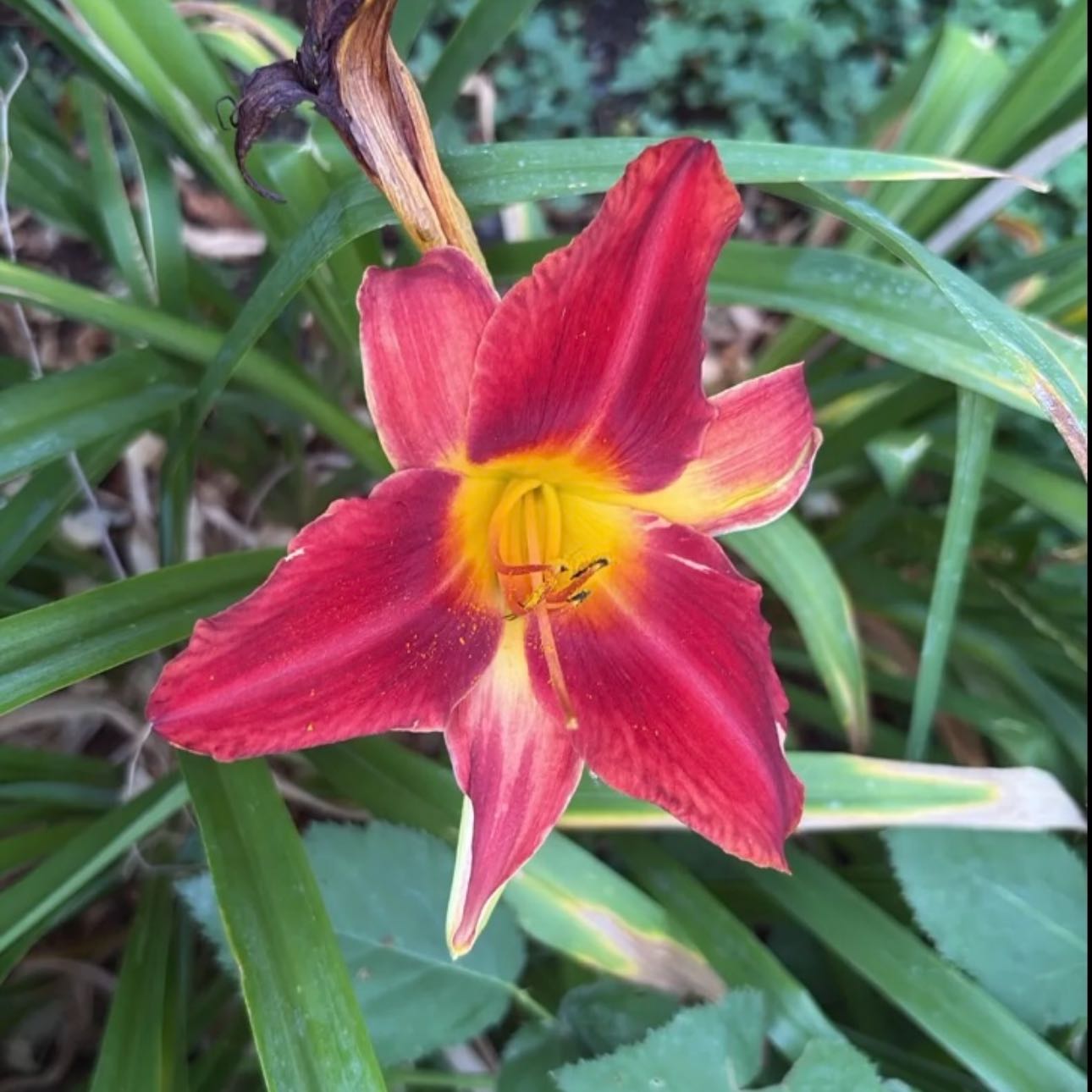 Photo of the plant species Painted Tongue by @Idplantthat named Chatty on Greg, the plant care app