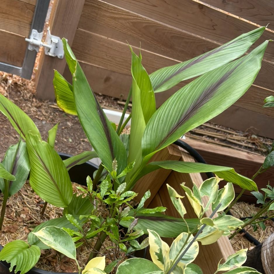 Plant care for Etlingera baculutea on Greg, the plant care app