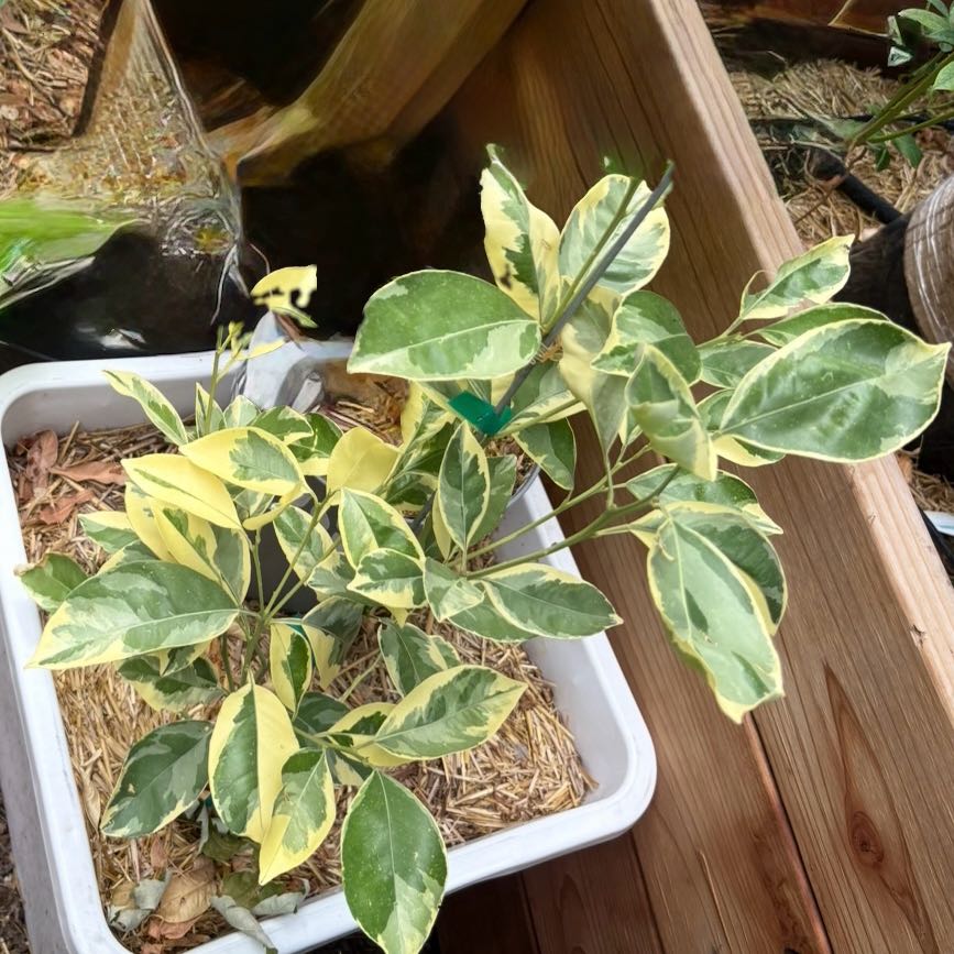 Photo of the plant species Variegated Orange Stonecrop by @Idplantthat named Variegated centennial orange tree on Greg, the plant care app