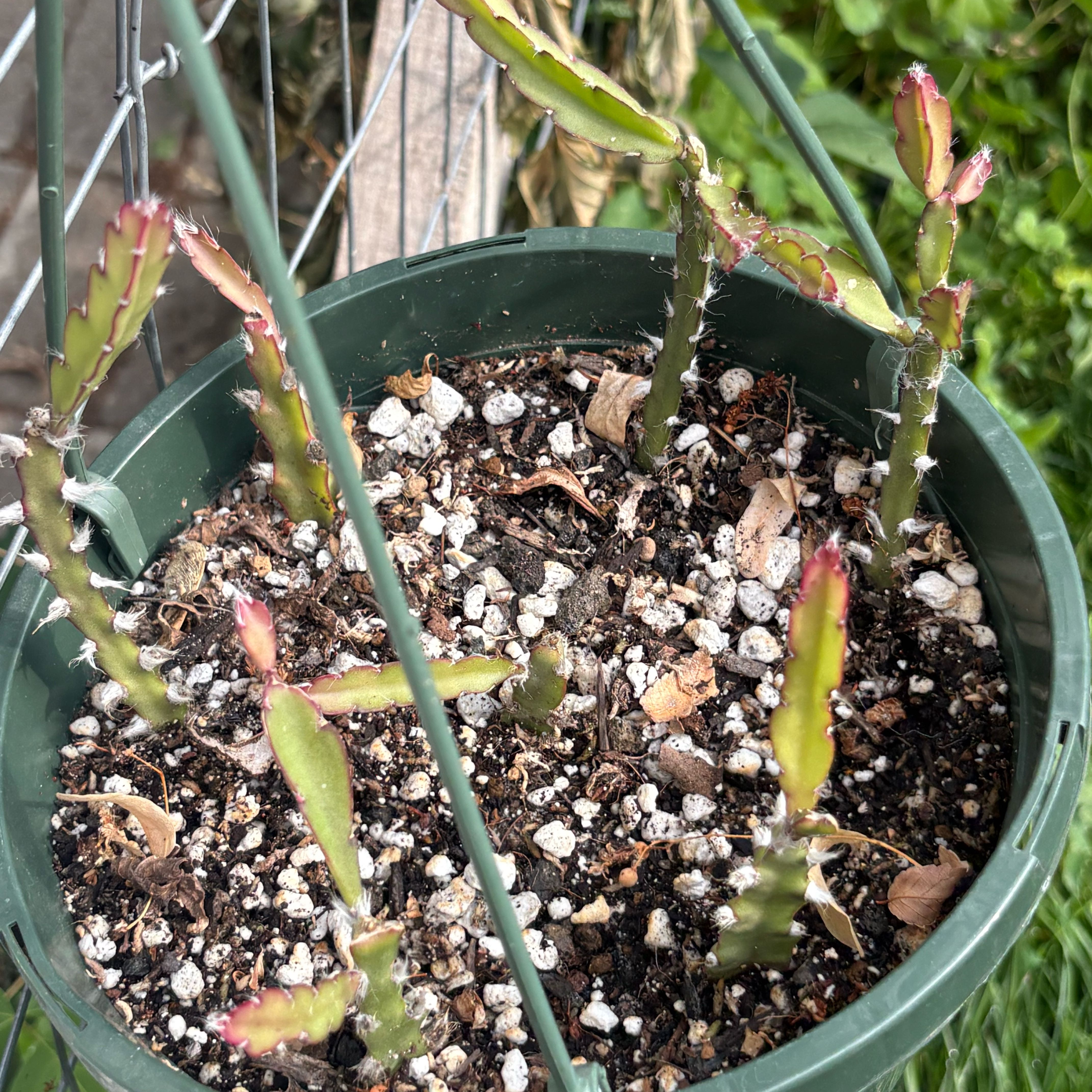 Photo of the plant species Lepismium cruciforme by @Idplantthat named Legs on Greg, the plant care app