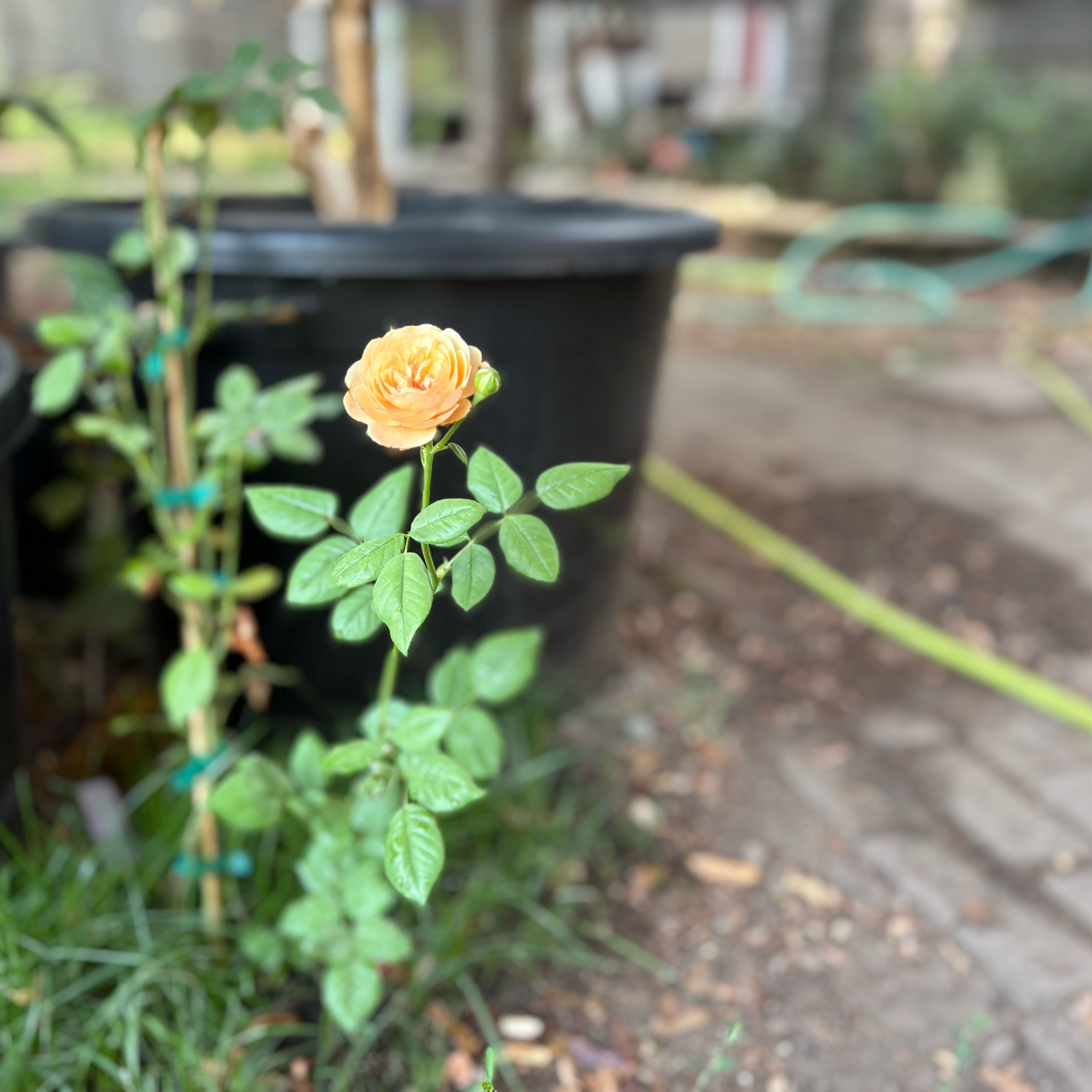 Photo of the plant species Rosa 'Flavorette® Honey-Apricot' by @Idplantthat named Honey Rose on Greg, the plant care app