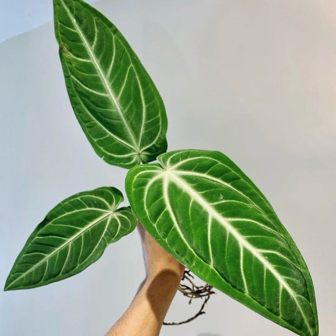 Photo of the plant species Anthurium ‘Villenaorum’ by @Idplantthat named Edith on Greg, the plant care app