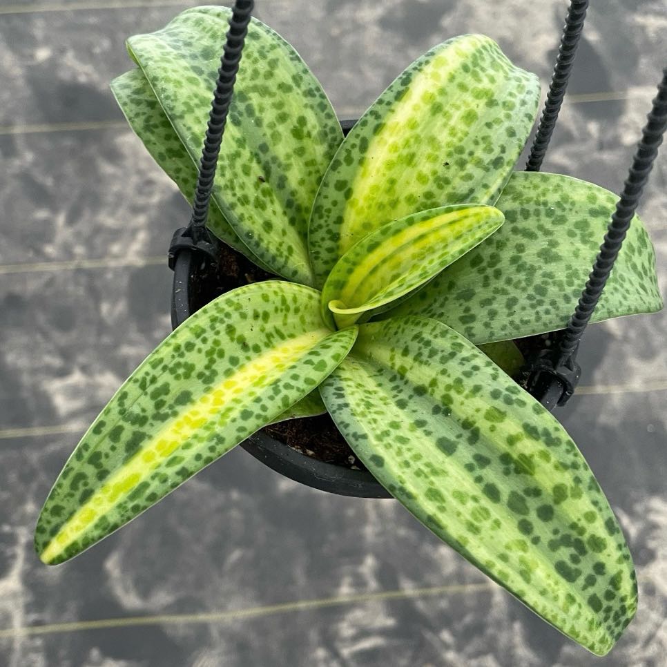 Photo of the plant species Leopard Lily by @Idplantthat named Ladybug 🐞 on Greg, the plant care app