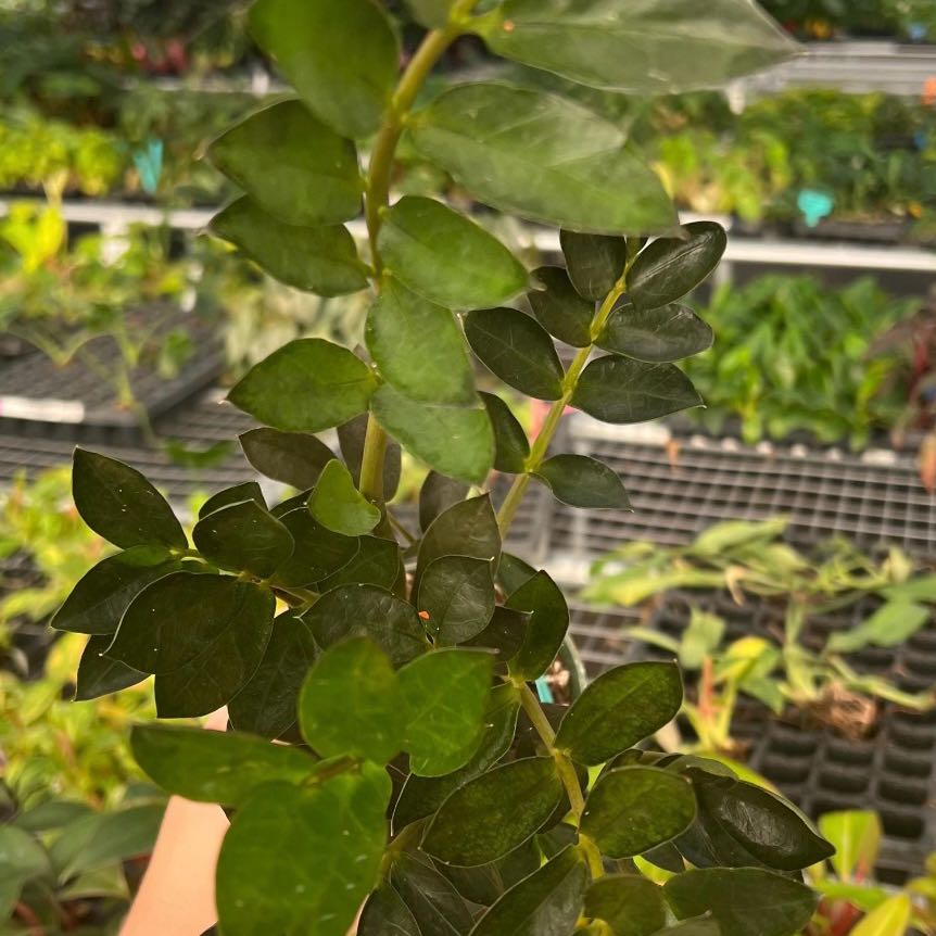 Photo of the plant species Dark Zamicro ZZ Plant by @Idplantthat named Violet on Greg, the plant care app