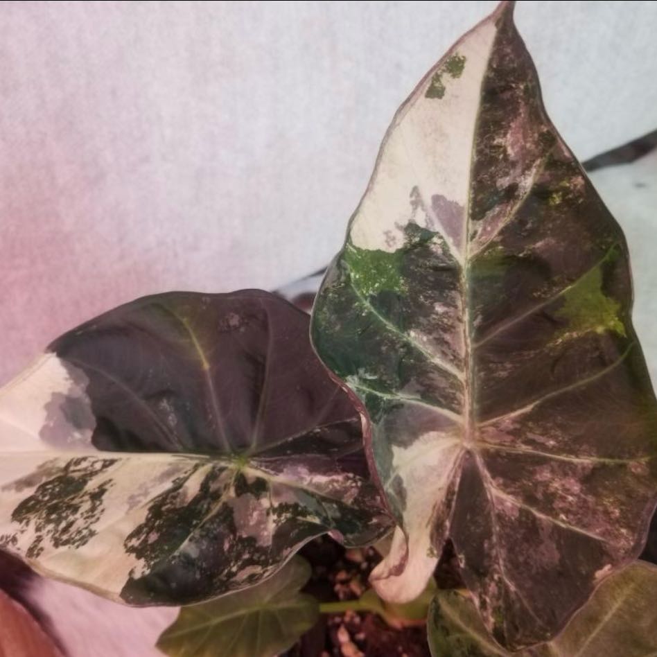 Photo of the plant species Purple Albo Regal Shield Alocasia by @Idplantthat named Prince in Purple on Greg, the plant care app