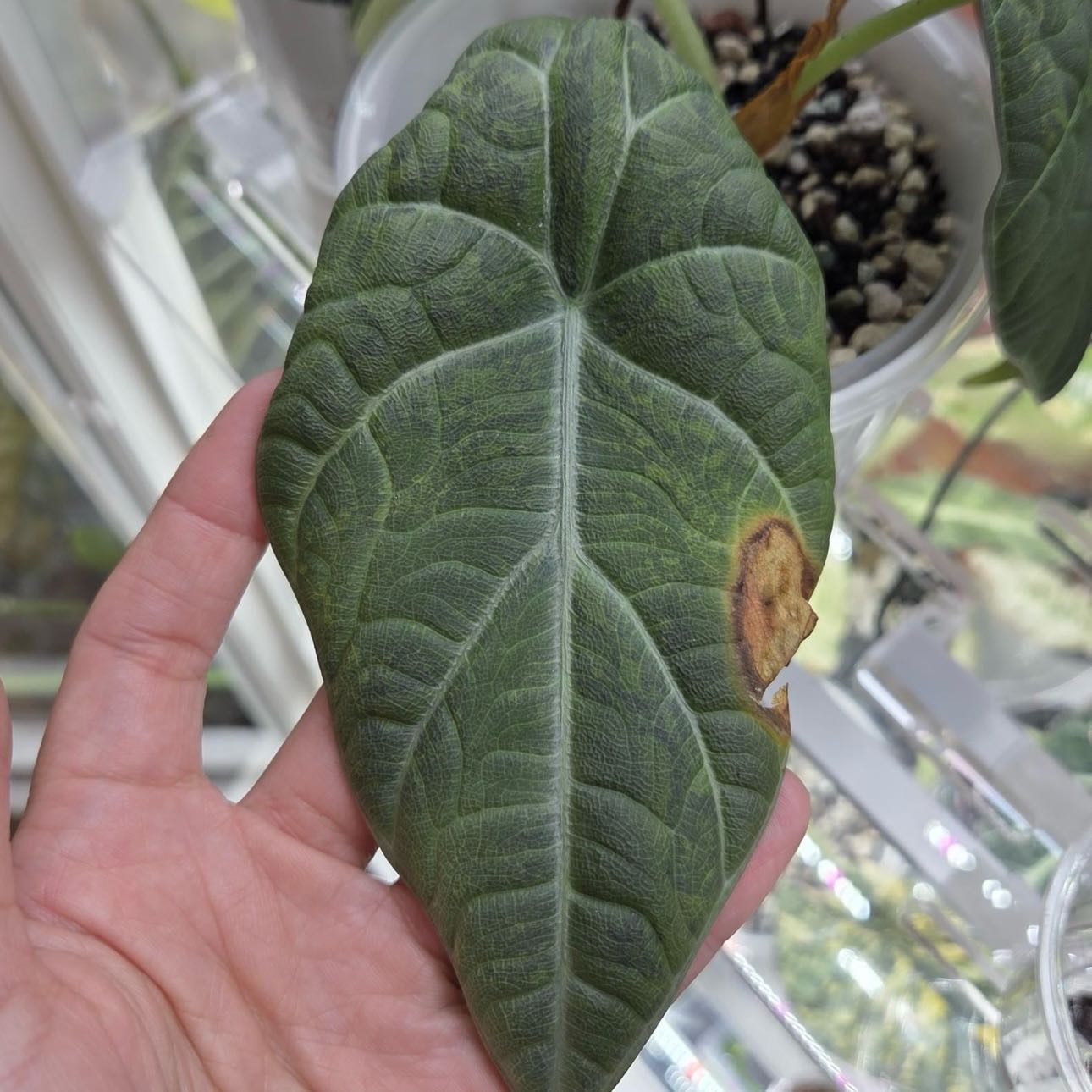 Photo of the plant species Maharani Aurea Variegated Alocasia by @Idplantthat named Flashdance on Greg, the plant care app