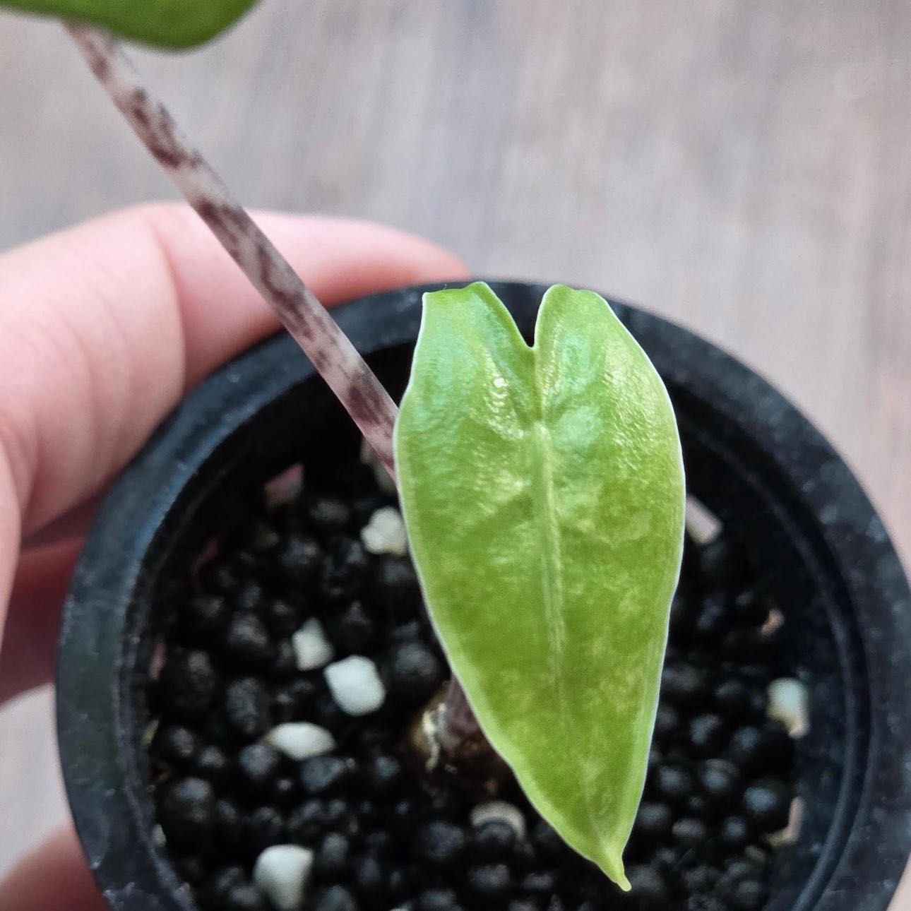Photo of the plant species Alocasia 'Zebrina Aurea' by @Idplantthat named Second Glance on Greg, the plant care app