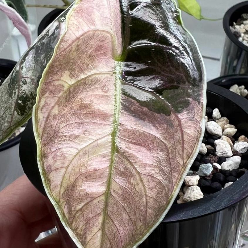 Photo of the plant species Pink Variegated Azlanii Alocasia by @Idplantthat named Showtime on Greg, the plant care app