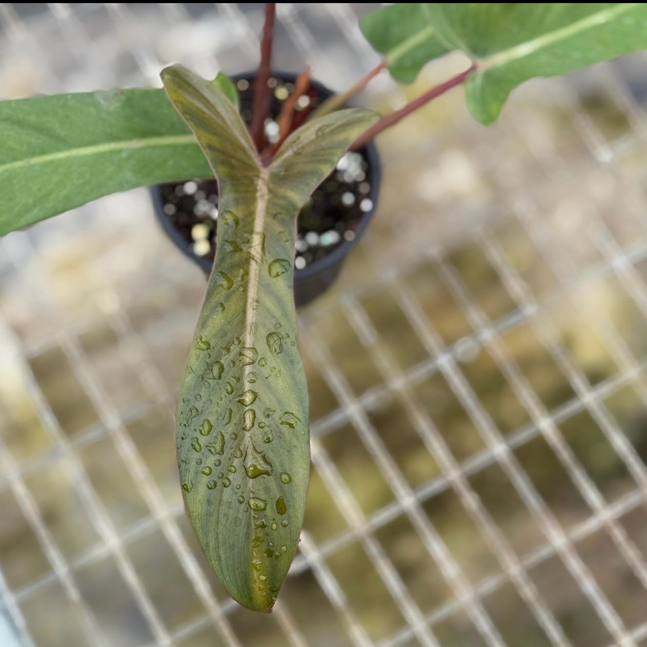 Plant care for Flordia Beauty Variegated on Greg, the plant care app