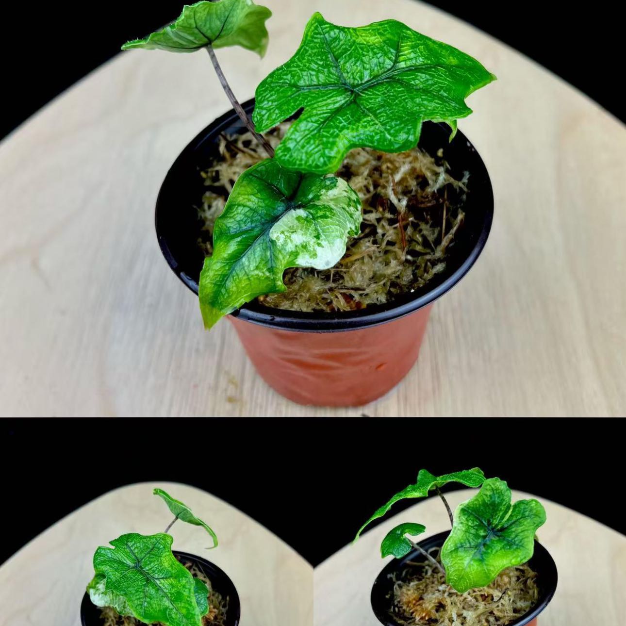 Photo of the plant species Mystic Jacklyn Variegated Alocasia by @Idplantthat named Last Unicorn 🦄 on Greg, the plant care app