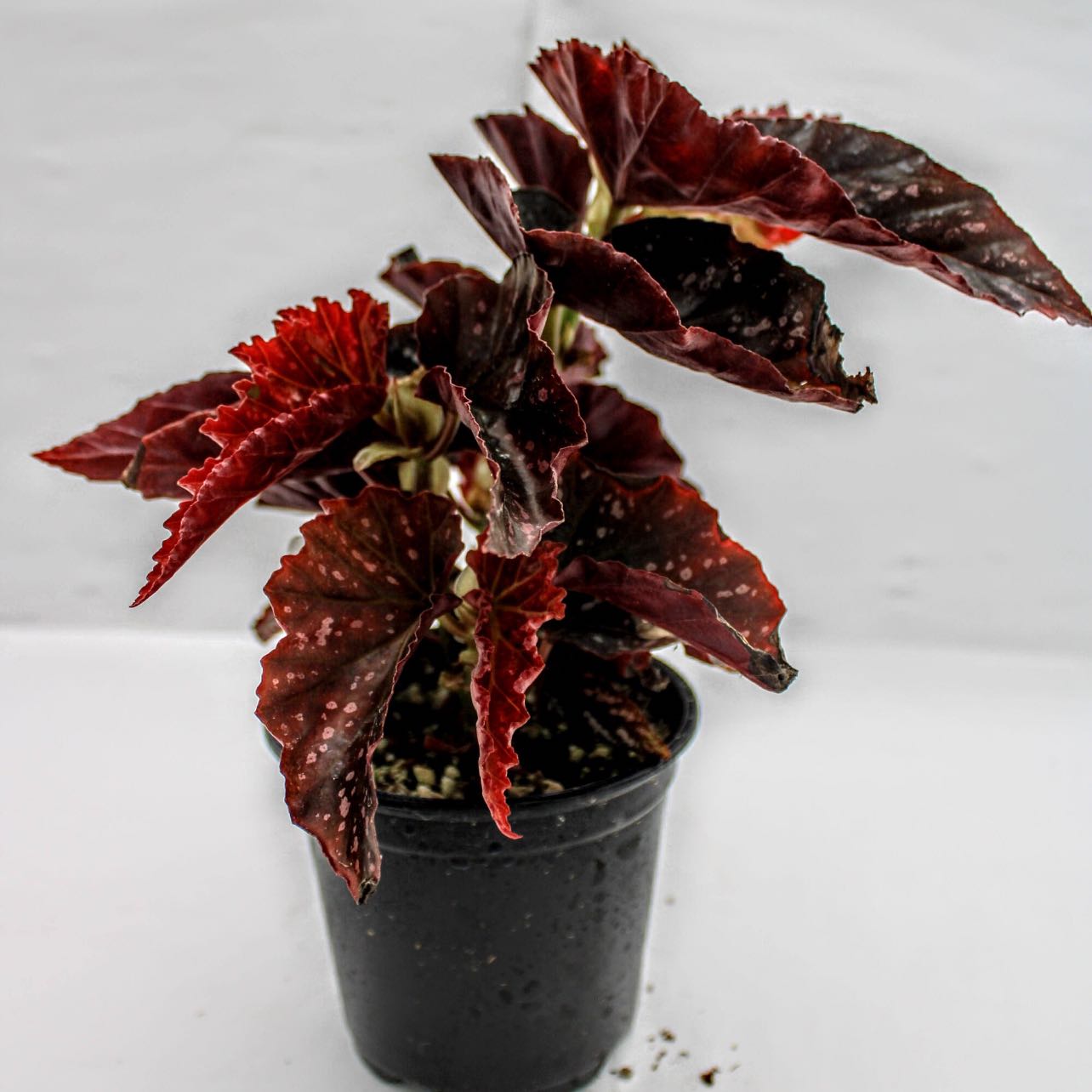 Photo of the plant species Vernona Angelwing Begonia by @Idplantthat named Veronica on Greg, the plant care app