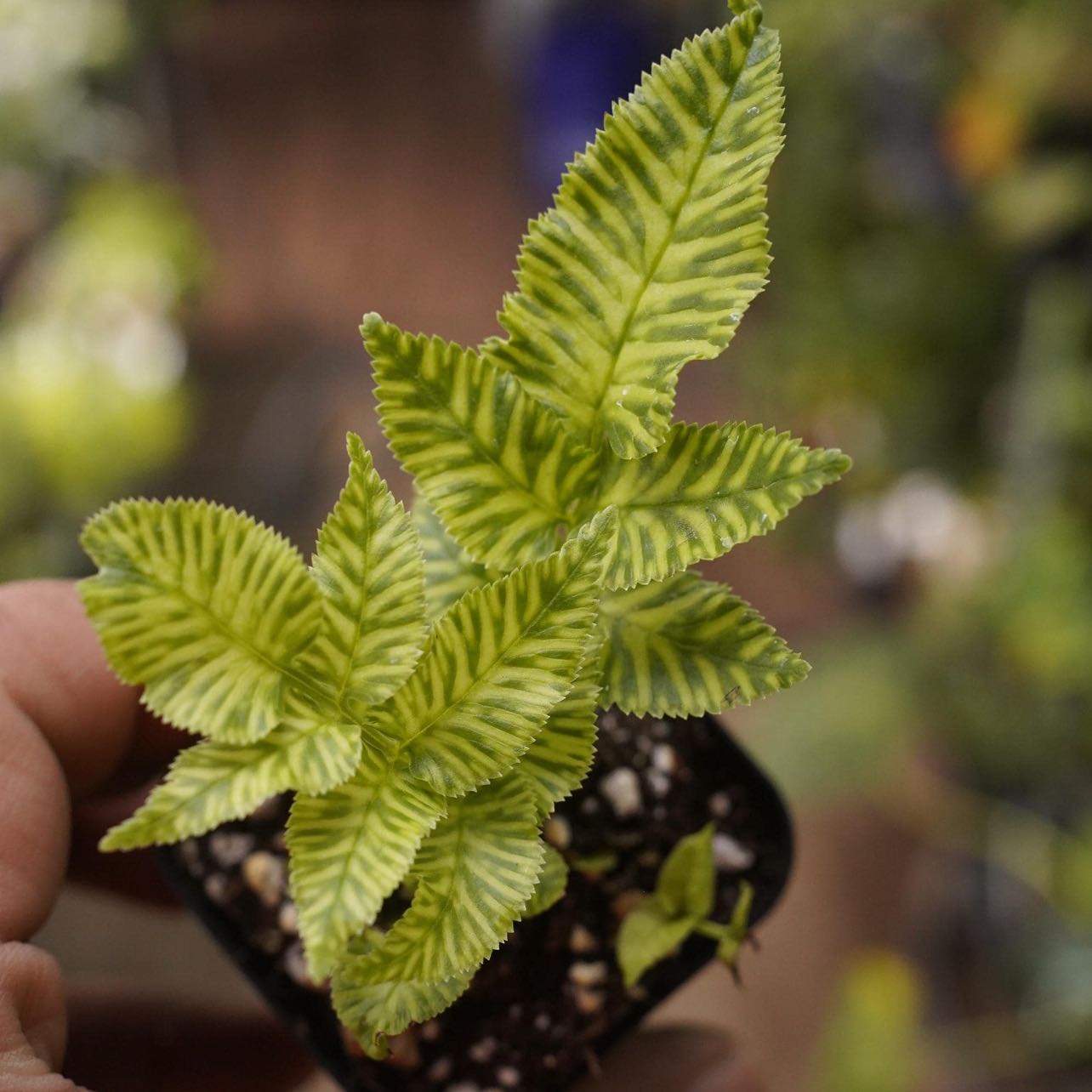 Photo of the plant species Golden Zebra Fern by @Idplantthat named Safari on Greg, the plant care app
