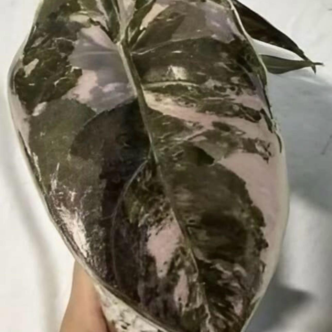 Plant care for Red Beets on Greg, the plant care app
