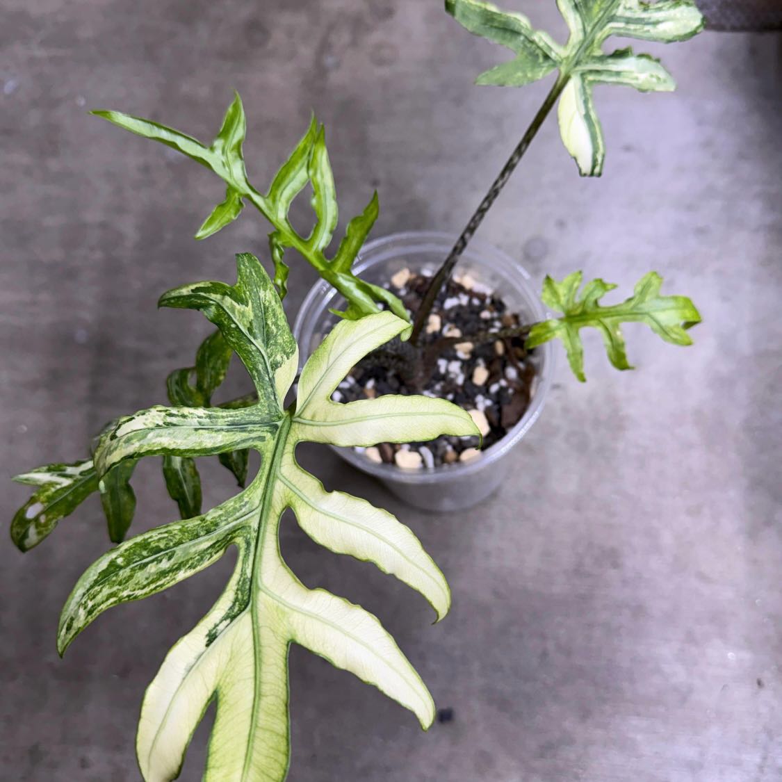 Photo of the plant species Brancifolia Albo Variegated Alocasia by @Idplantthat named Mythical Rain on Greg, the plant care app
