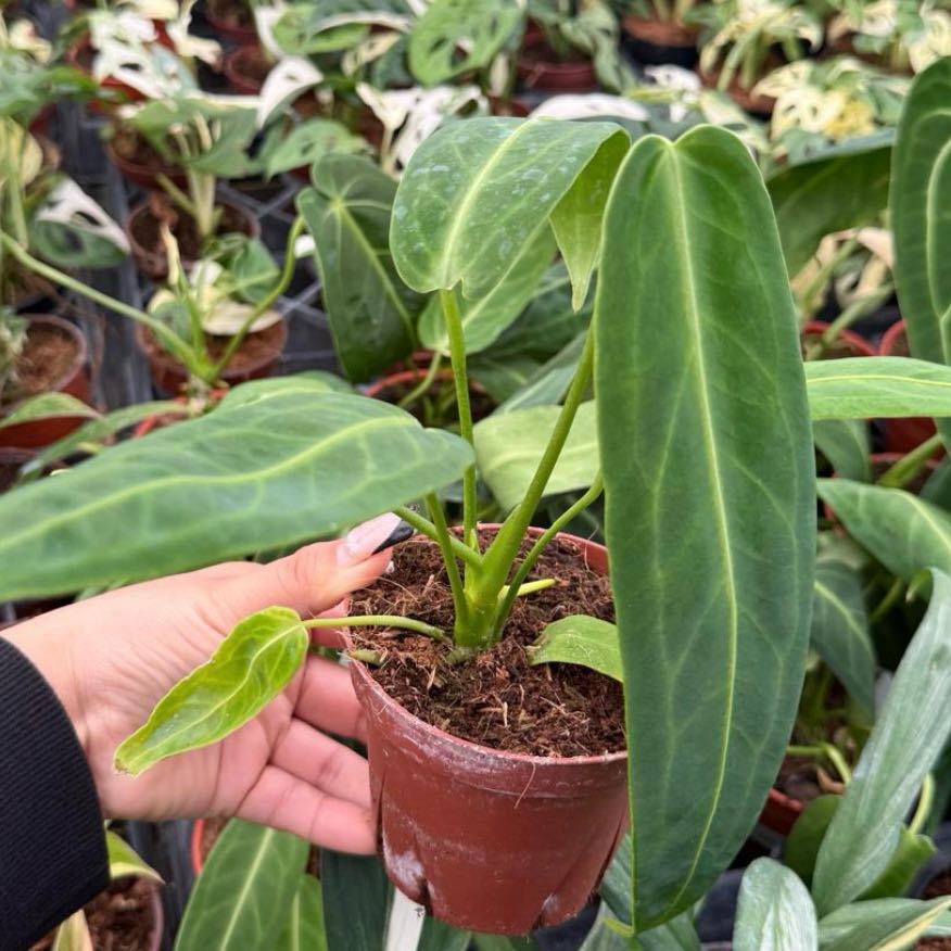 Photo of the plant species Anthurium warocqueanum by @Idplantthat named Wren on Greg, the plant care app