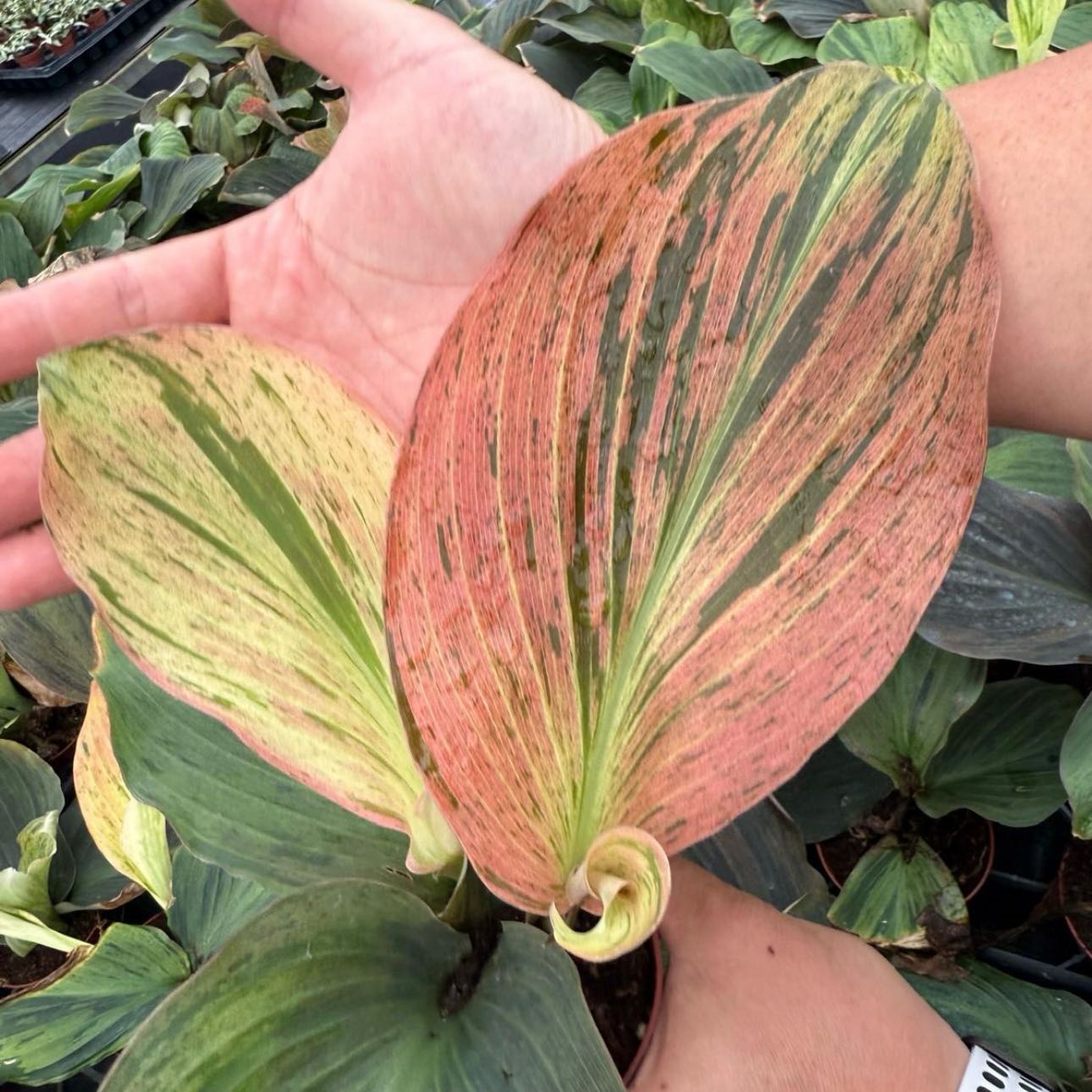 Photo of the plant species Kaempferia Jungle Rose by @Idplantthat named Musk on Greg, the plant care app