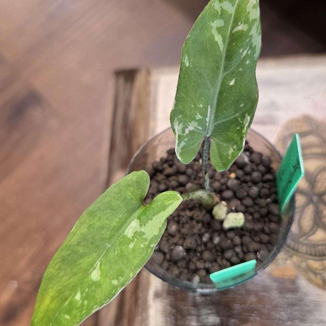 Alocasia Lauterbachiana Variegated Plant Care: Water, Light