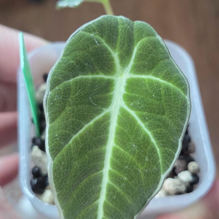 Photo of the plant species Reverted Black Velvet by @Idplantthat named Bieber on Greg, the plant care app