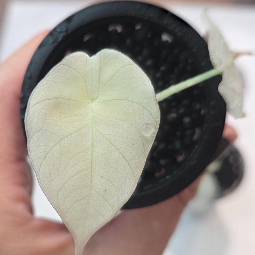 Photo of the plant species Alocasia Black Velvet Pink Variegated by @Idplantthat named Hamilton on Greg, the plant care app