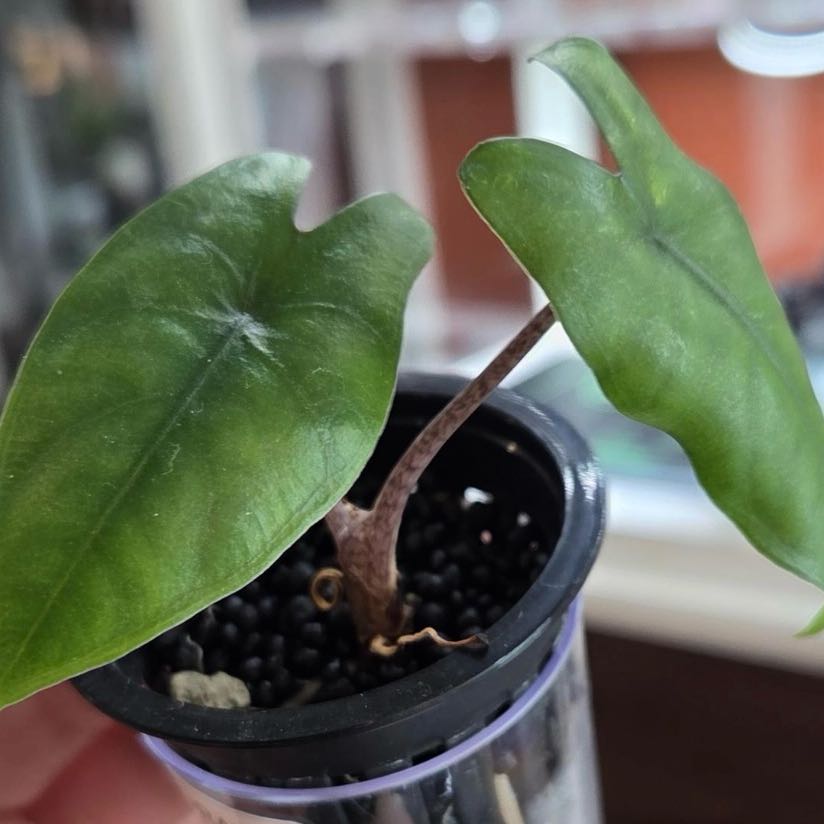 Plant care for Variegated Corazon Alocasia on Greg, the plant care app
