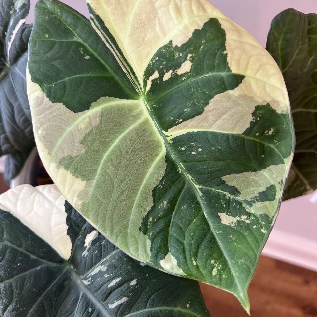 How to Care for Alocasia 'Maharani' Albo: Mastering Water
